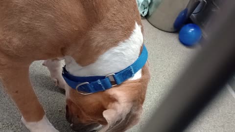 Donzo 2y A865456 harrys haven kennel 214 PACC shelter easy going guy food appealed 2 Donzo2025827917