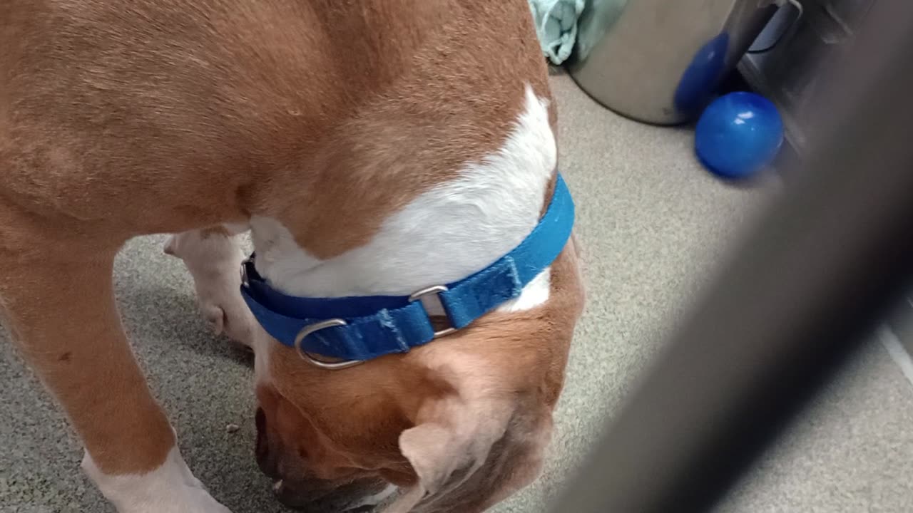 Donzo 2y A865456 harrys haven kennel 214 PACC shelter easy going guy food appealed 2 Donzo2025827917