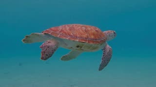 Relax Minute - Sea Turtle and Relaxing Music