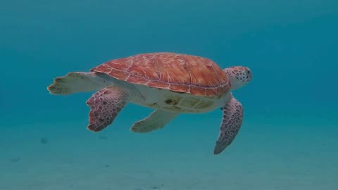 Relax Minute - Sea Turtle and Relaxing Music