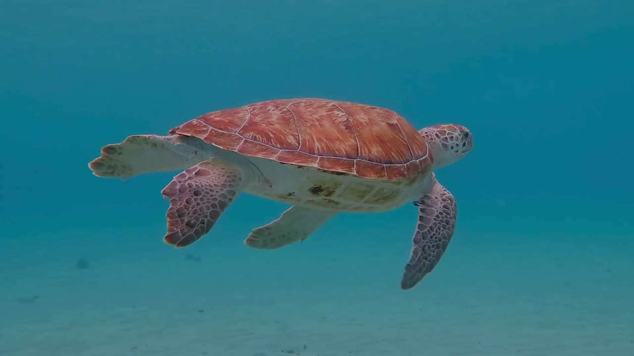 Relax Minute - Sea Turtle and Relaxing Music
