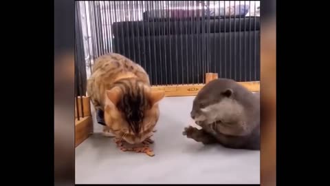 Animales divertidos 😄 - Videos graciosos Perros y Gatos