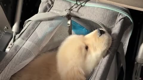 😍✈️ Puppy's First Plane Ride is Adorable! | FunFM