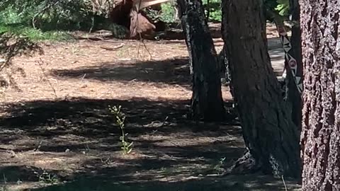 Bear Needs a Nap