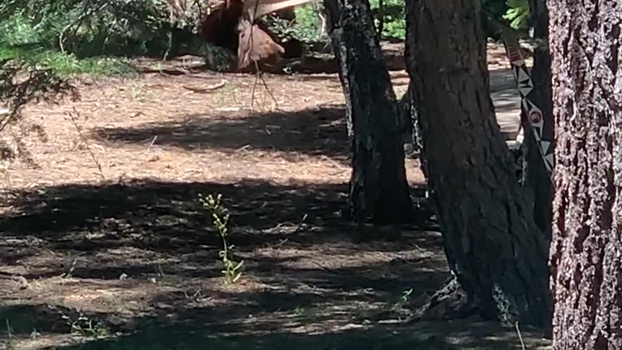 Bear Needs a Nap