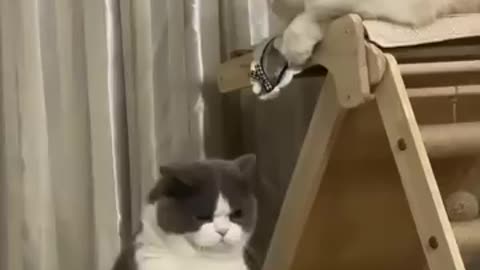 If you are watching this video, know that God has made you the guardian angel of a hungry cat💝