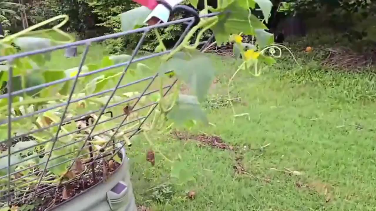 MY RESULTS WITH ELECTRO CULTURE, AETHER THE 5TH ELEMENT & ALASKA PYRAMID?