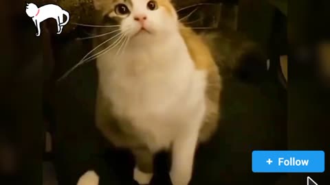 Angry cats fighting and playing😹😻
