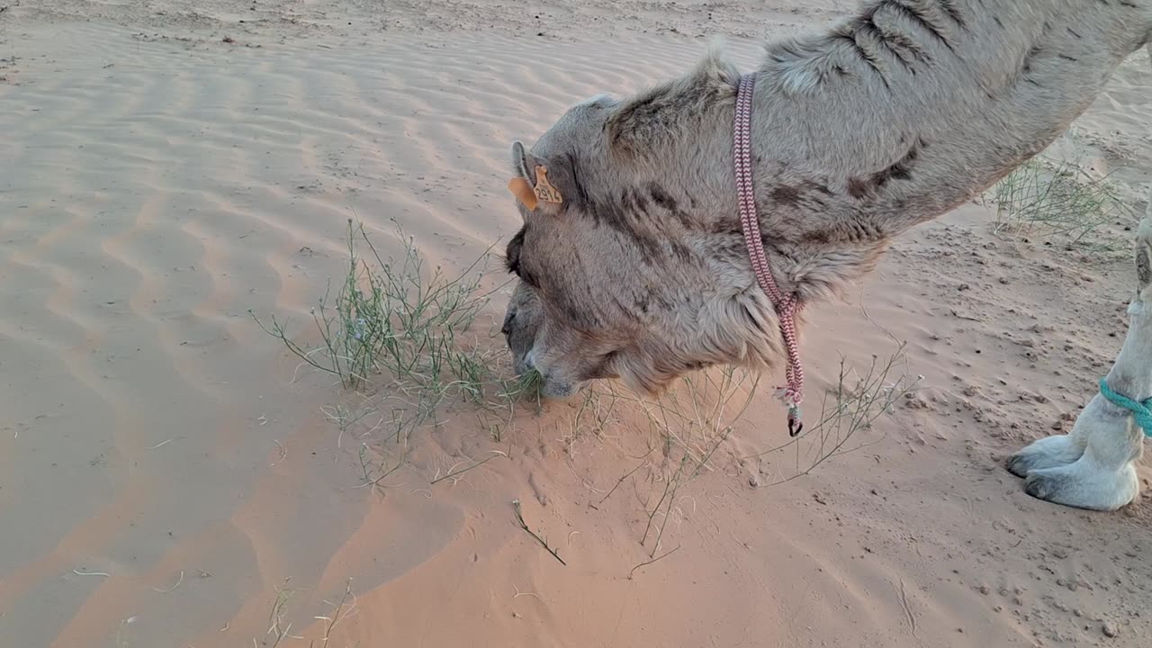 Camel eating April 4, 2025