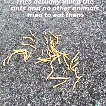 What on Earth are McDonalds Fries made from?