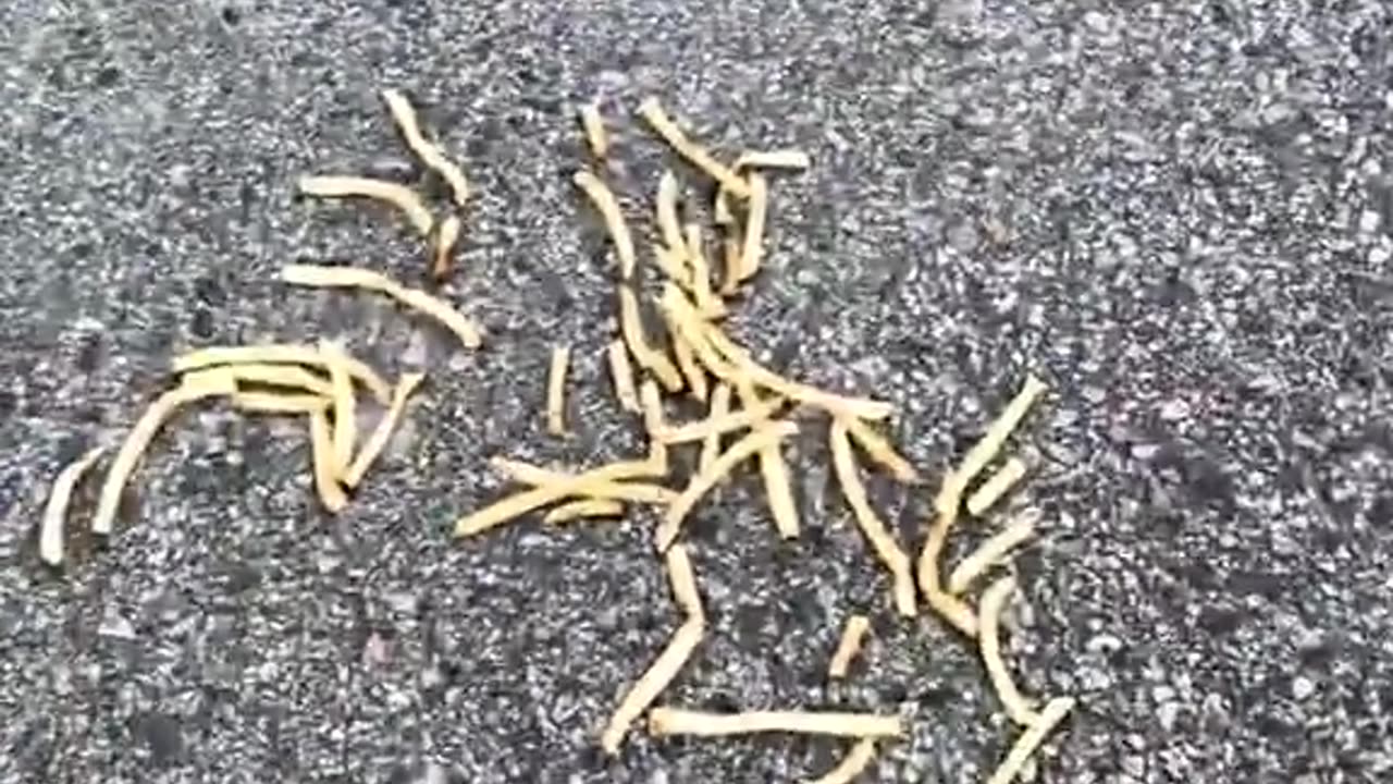 What on Earth are McDonalds Fries made from?