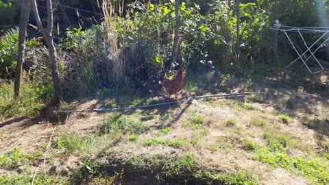 hen
