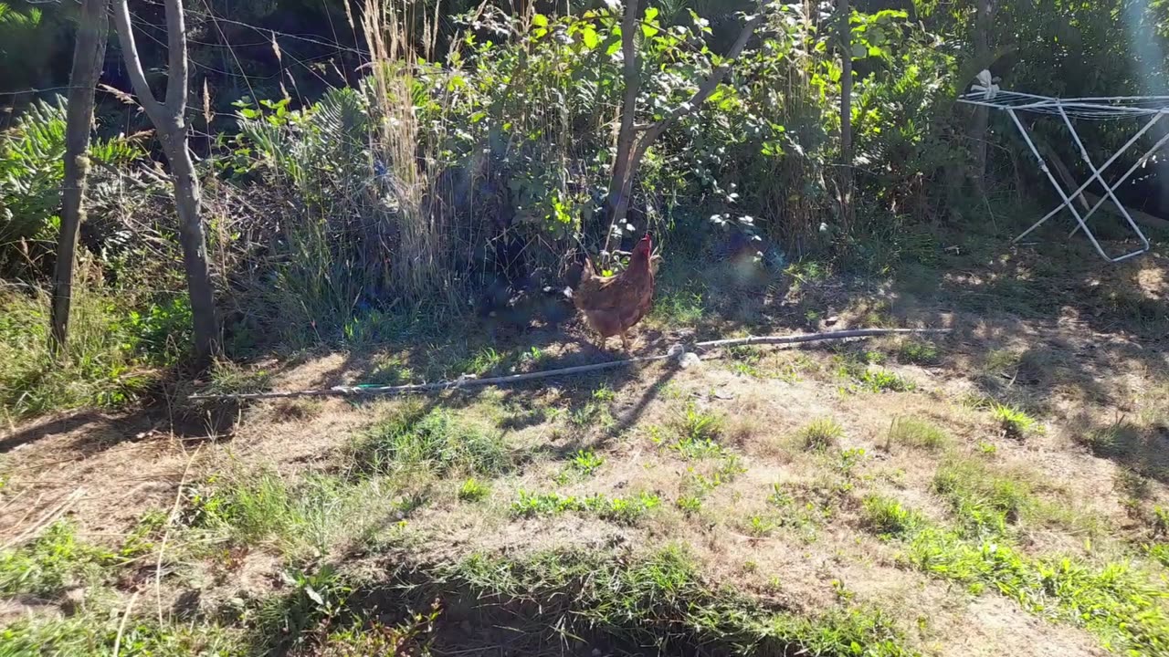 hen