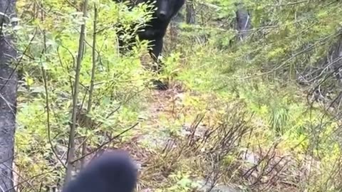 🤯🌲 Horse Encounters Black Wolf in the Woods! | FeedMyCuriosity