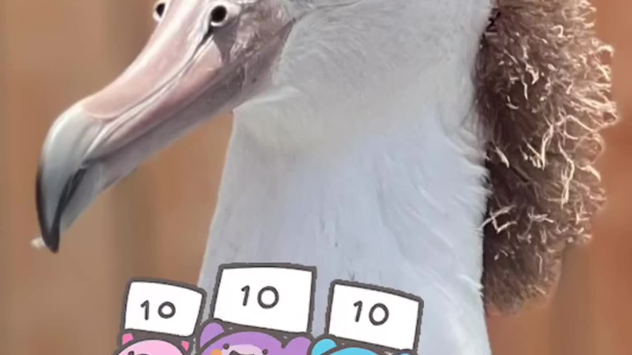 😮🦢 A Young Laysan Albatross Has A Mullet/Mohawk! | FeedMyCuriosity