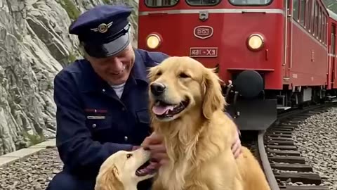 Golden Retriever Mom and Puppy Save a Train
