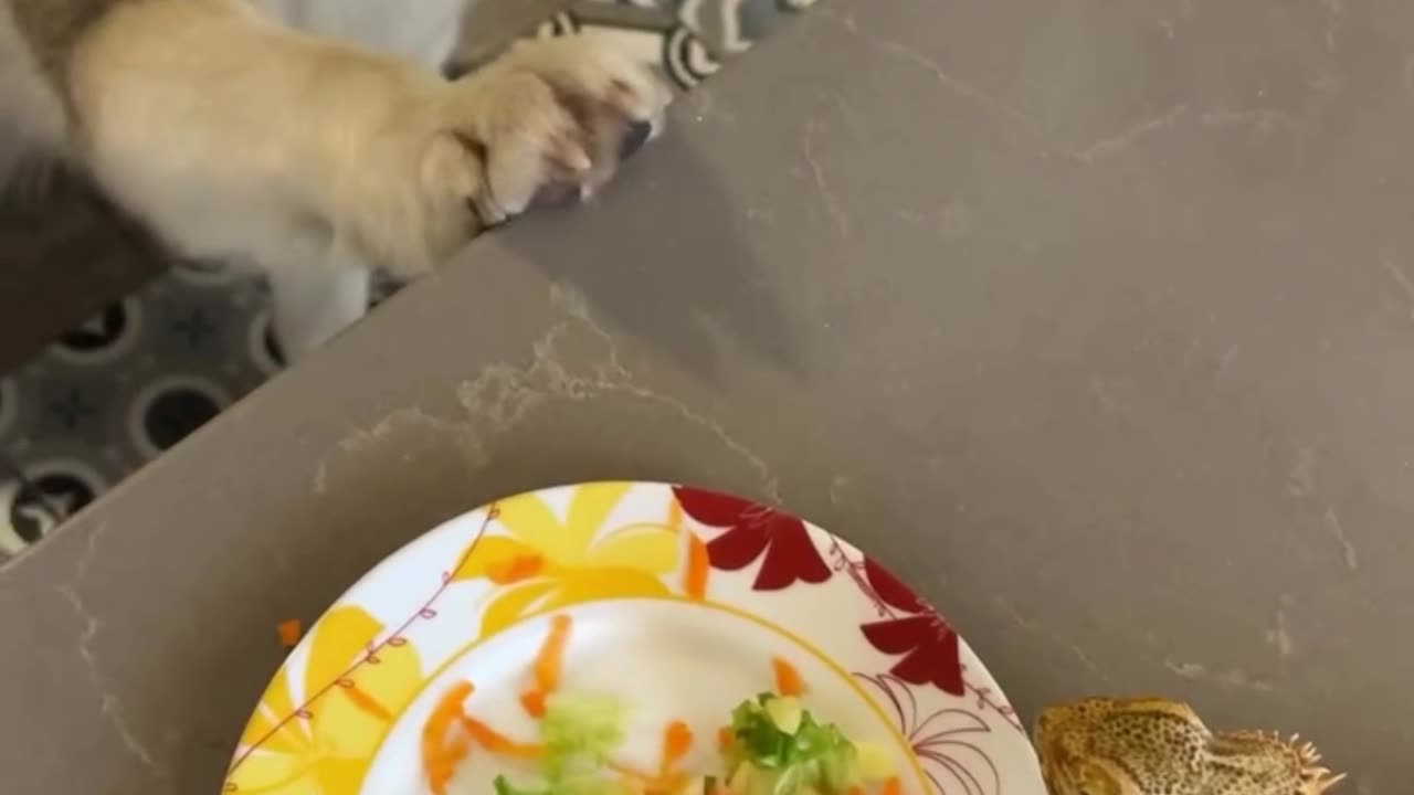 Malamute And Bearded Dragon Share Dinner