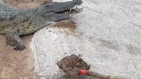 Why is the Zookeeper Feeding Crocodiles with Mud?! 😳🐊