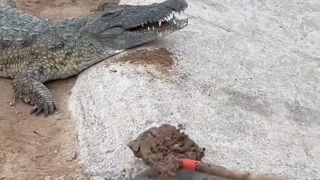 Why is the Zookeeper Feeding Crocodiles with Mud?! 😳🐊