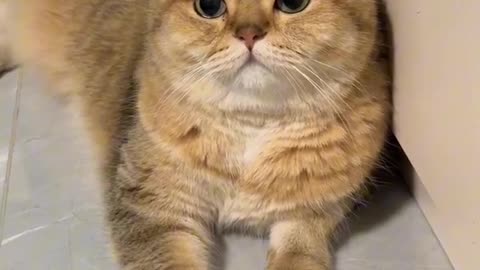 Grumpy zoey cat hates the camera for being soo close