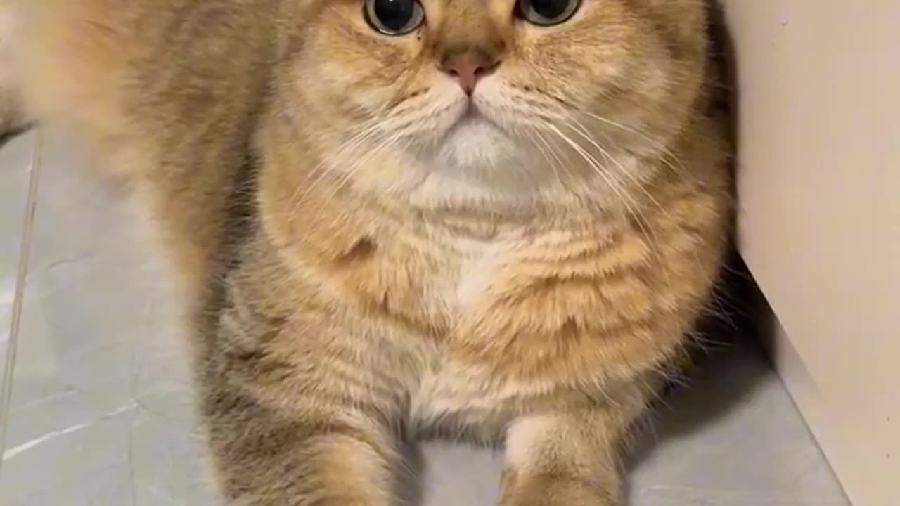 Grumpy zoey cat hates the camera for being soo close