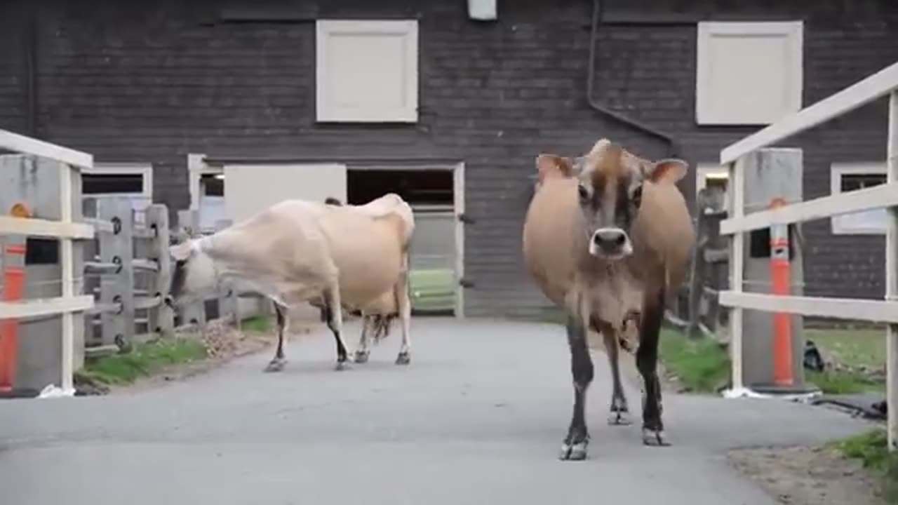 Jersey Cows