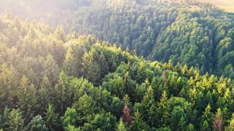 quiet air breathes behind pine skin silence