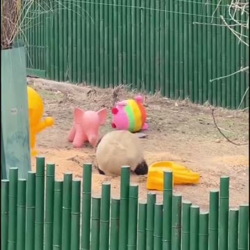 Wondering how does this species survive in the wild.. 😂