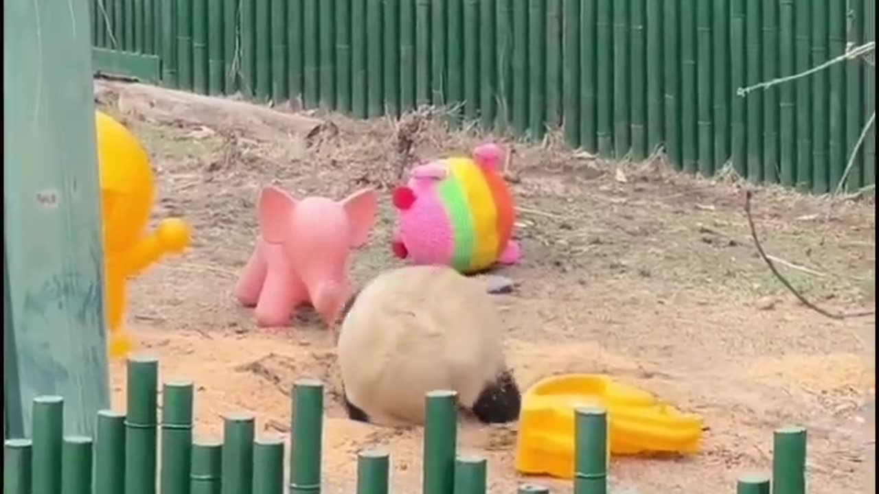 Wondering how does this species survive in the wild.. 😂