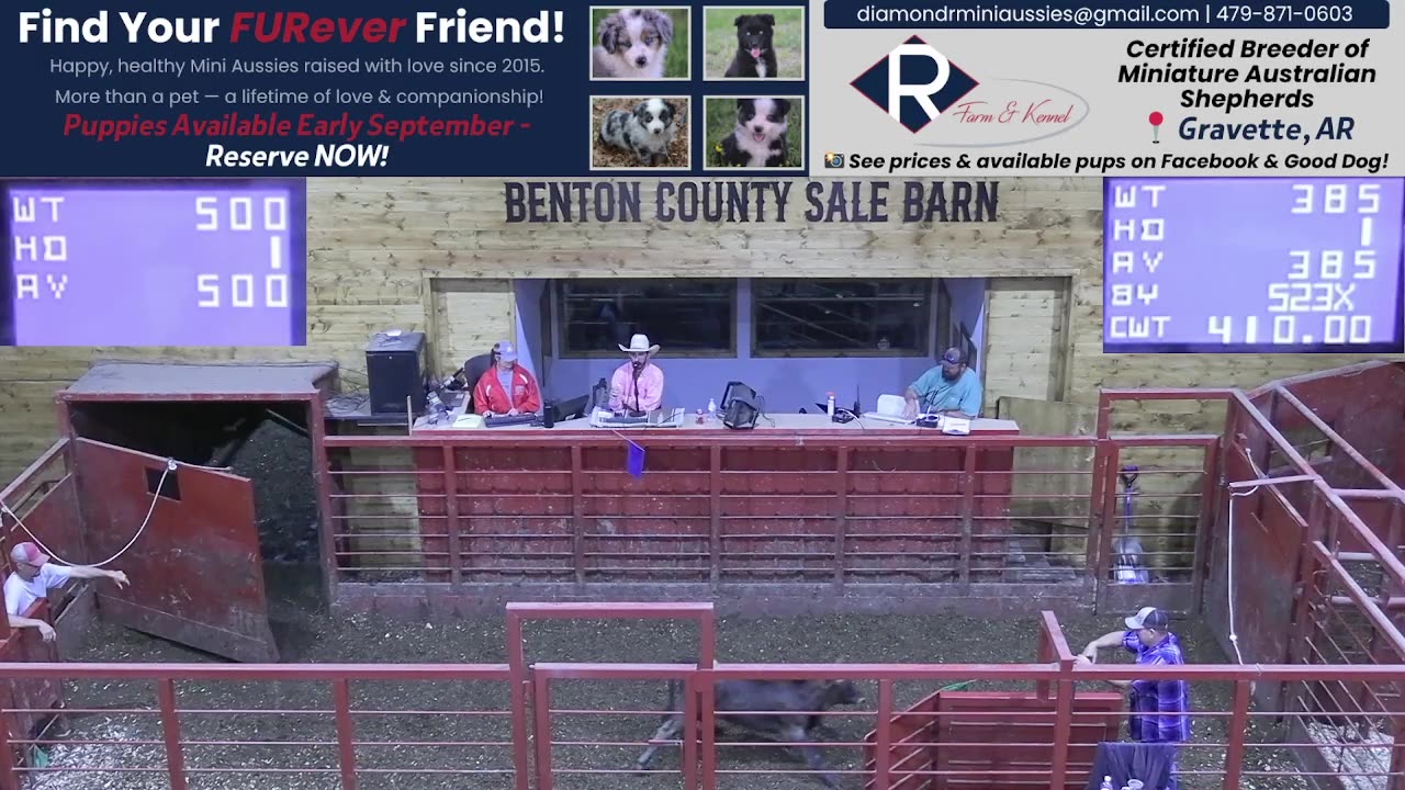 8/28/2025 - Cattle Auction - Benton County Sale Barn