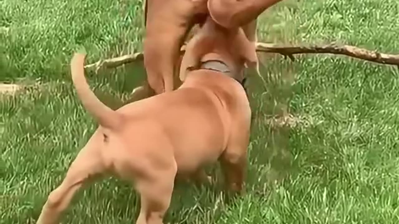 Dogs being hilarious! 🐶🤣