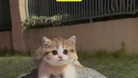 I saw a little cutie on the street