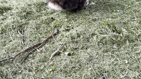 Kolla hur gulligt vår kanin äter 🥕