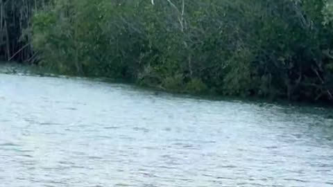 Eagles Catches Thrown Fish