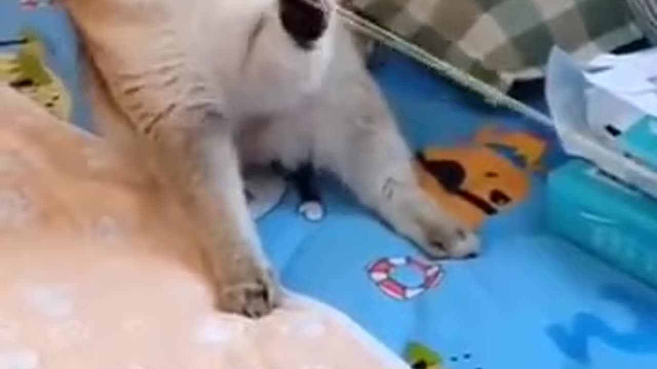 Cat FAFO/ My Inner Child