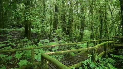River video clip,forest drone footage,forest video background,4k