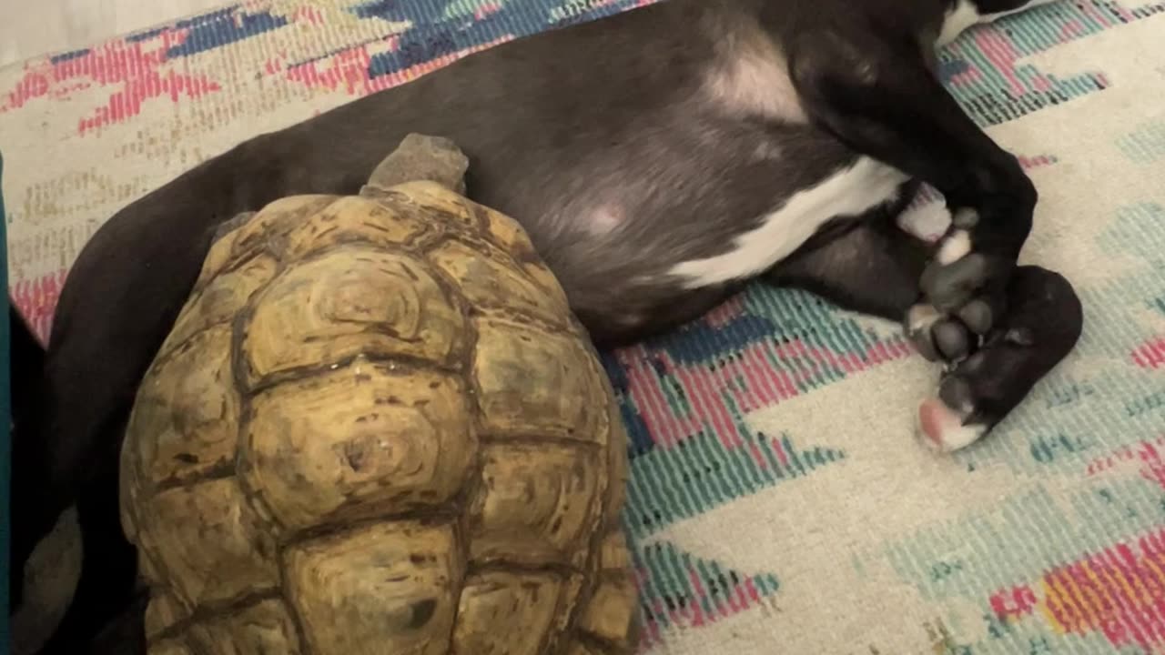 Tortoise Attempts Climb Over Dog Brother