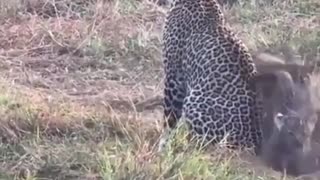🐯💕 This Mama Jaguar's Love for Her Cubs is Just Adorable! Cute Animal Moments | FunFM