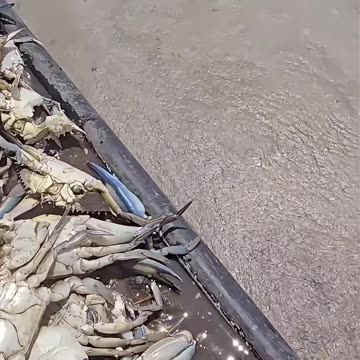 Crab Boat Fisherman on the Chesapeake Bay has an alarming discovery