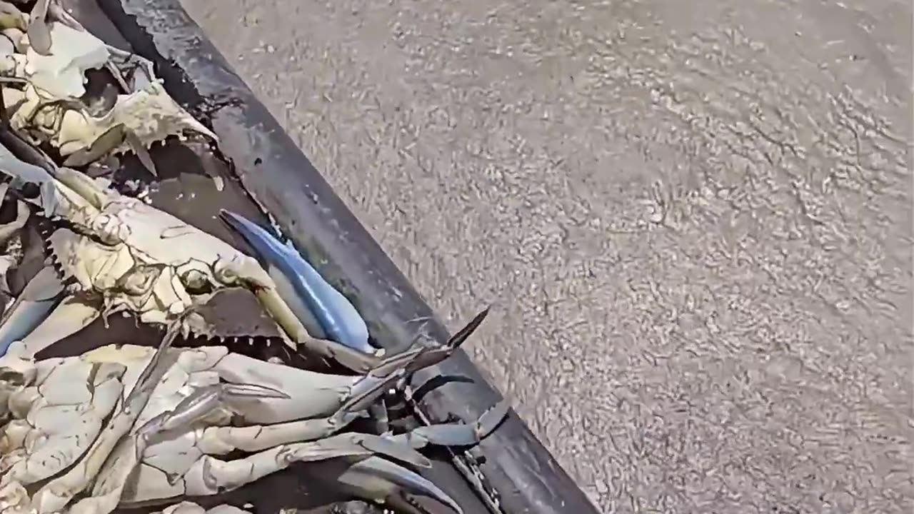 Crab Boat Fisherman on the Chesapeake Bay has an alarming discovery