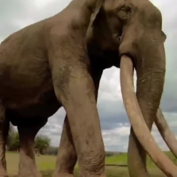 Biggest elephant in the world