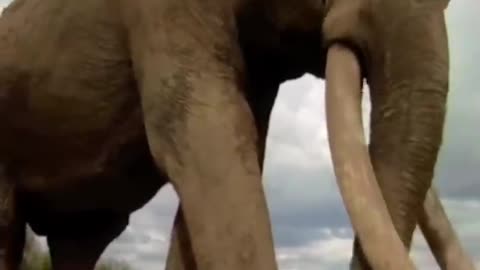 Biggest elephant in the world