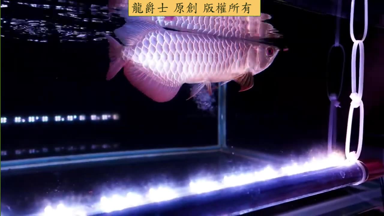 【龍爵士】馬來西亞龍魚展