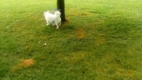 dog