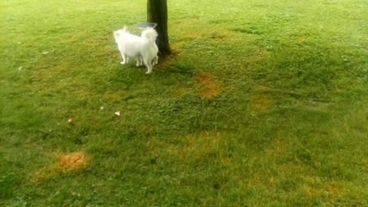 dog