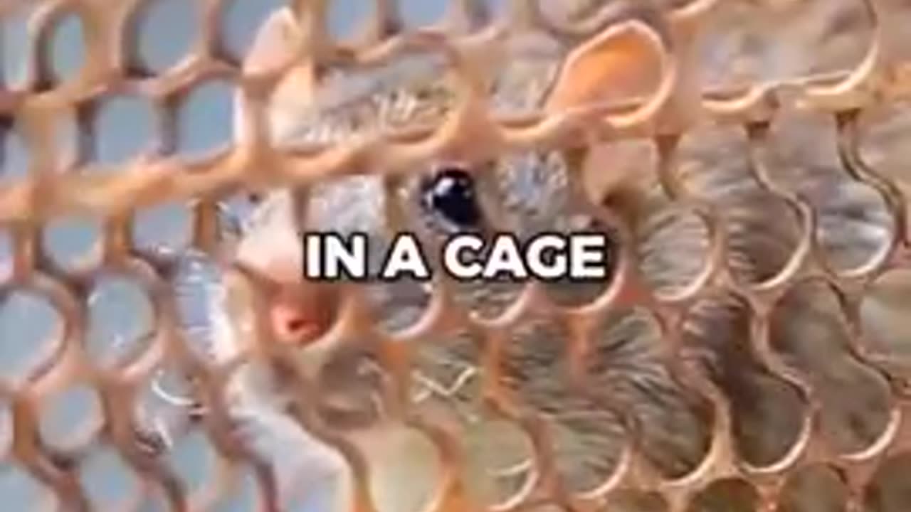 I don’t think addiction is only about your cage, but it’s definitely playing a role in it.