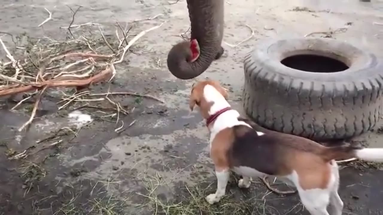 Elephant Eating Watermelon