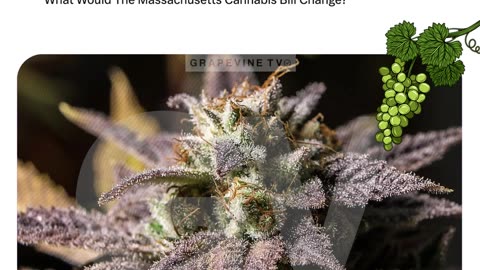 What Would The Massachusetts Cannabis Bill Change?