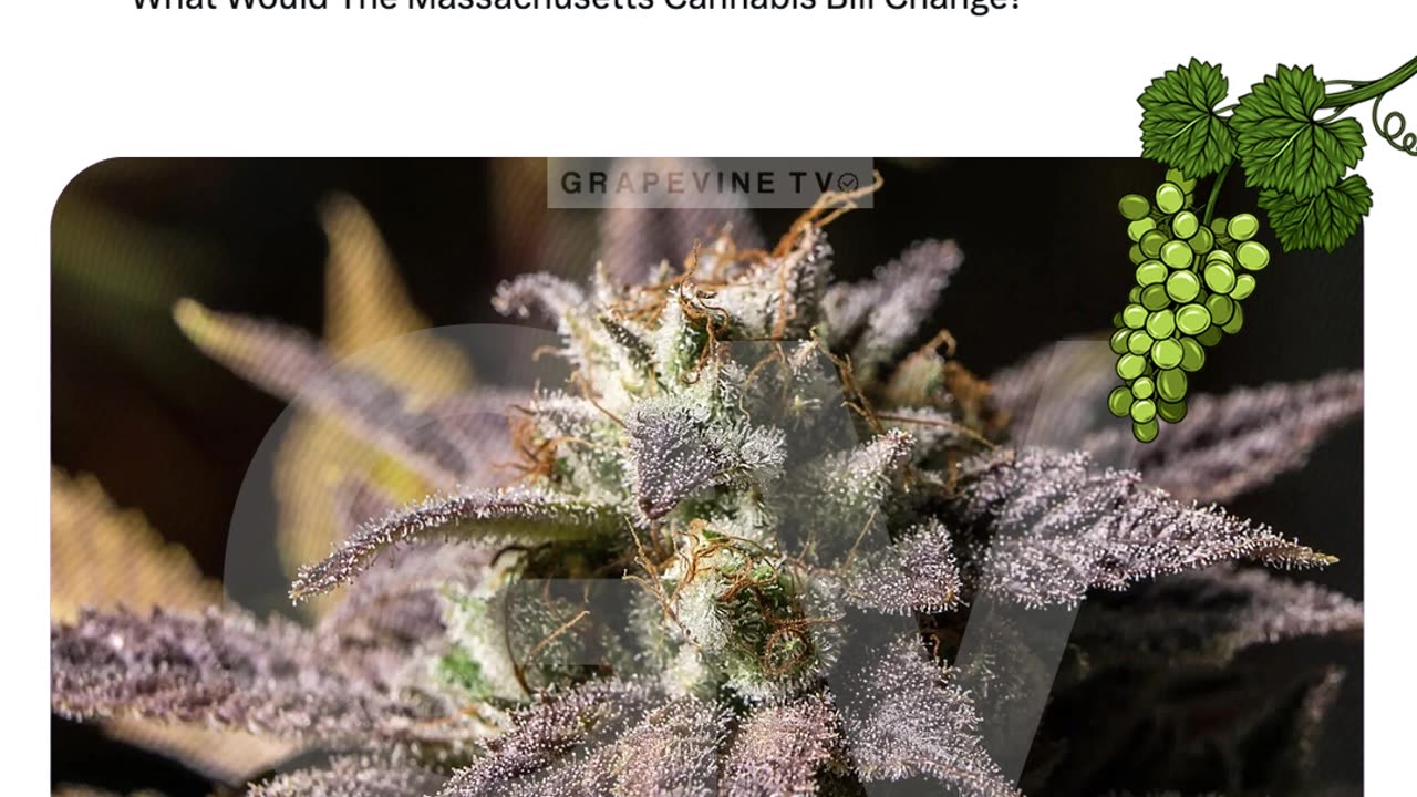 What Would The Massachusetts Cannabis Bill Change?