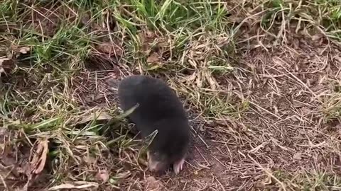 Guess this animal
